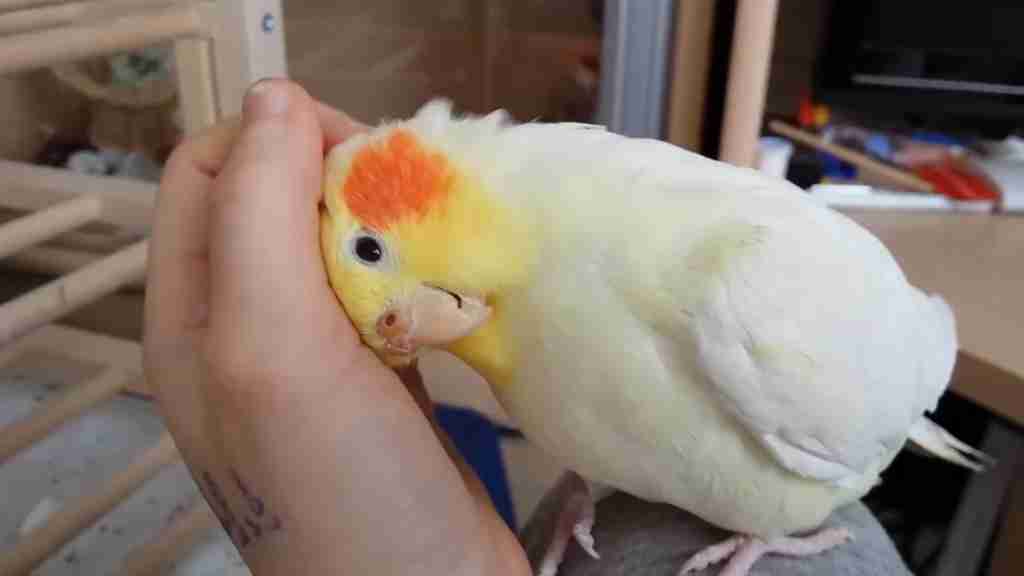 インコが大好き♡