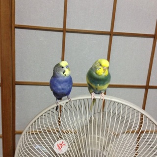 インコが大好き♡