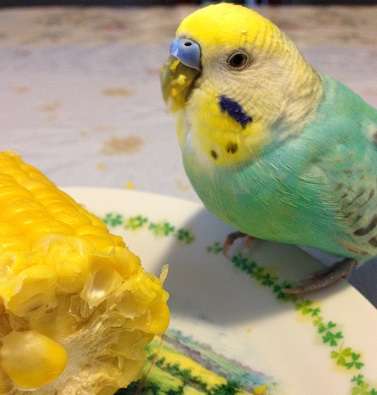 インコが大好き♡