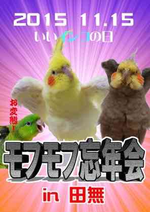 インコが大好き♡