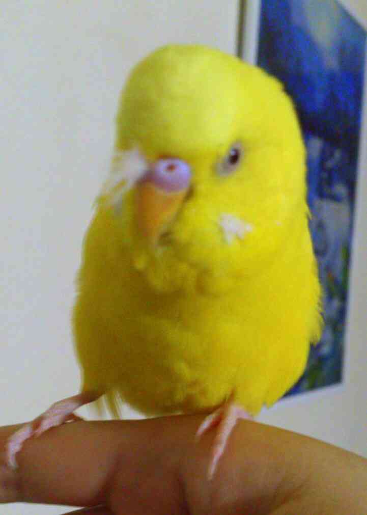 インコが大好き♡