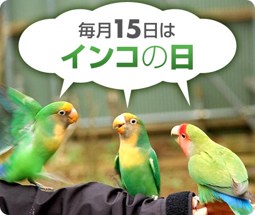 インコが大好き♡