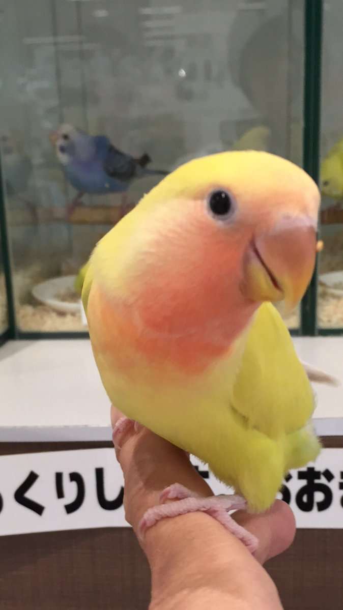 インコが大好き♡