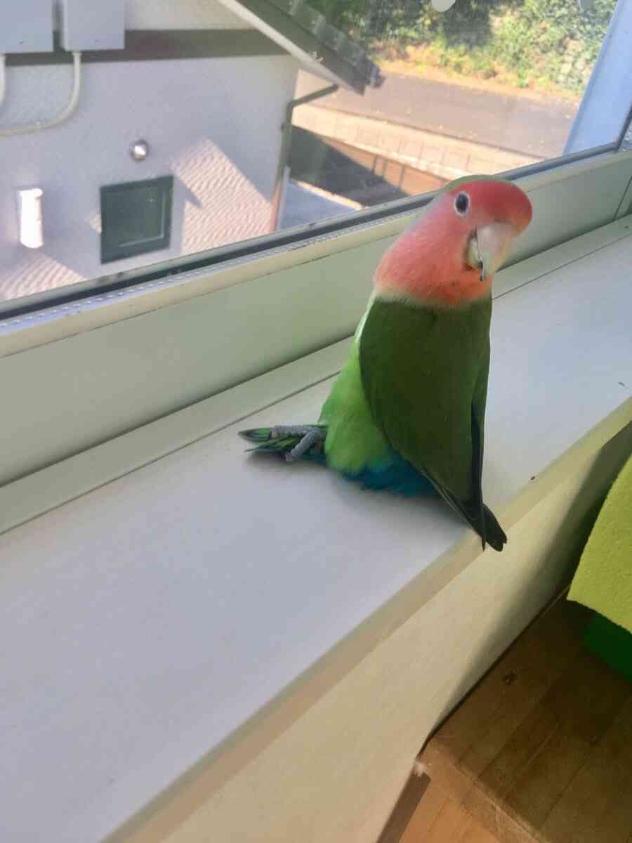インコが大好き♡