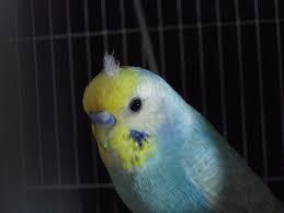 インコが大好き♡