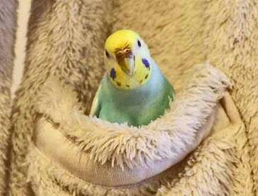 インコが大好き♡