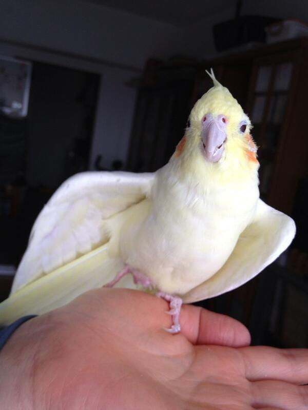 インコが大好き♡