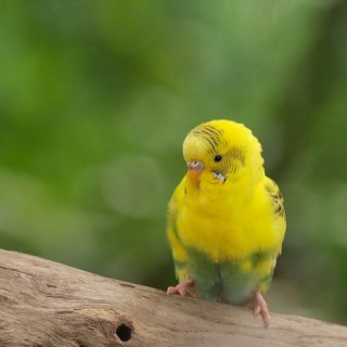 インコが大好き♡