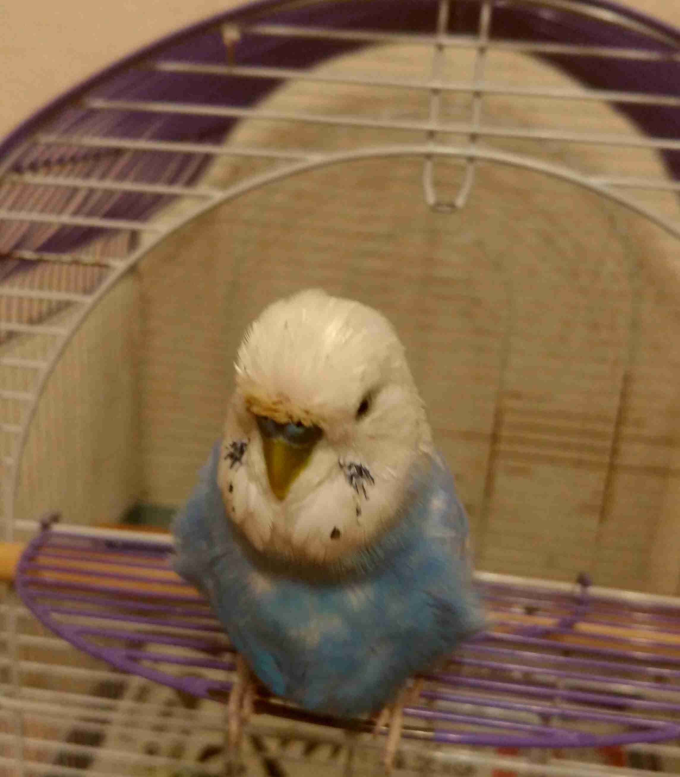 インコが大好き♡