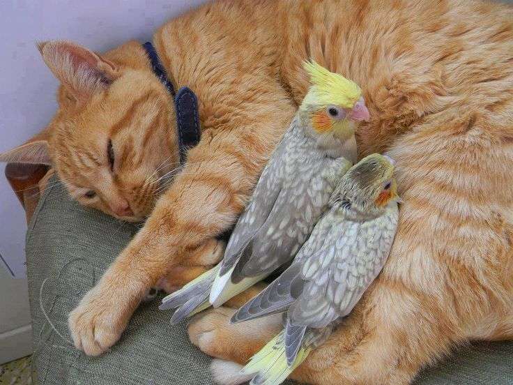 インコが大好き♡