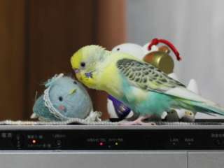 インコが大好き♡