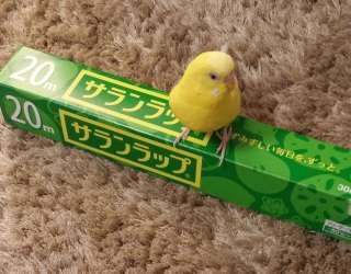 インコが大好き♡