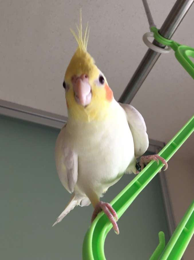 インコが大好き♡