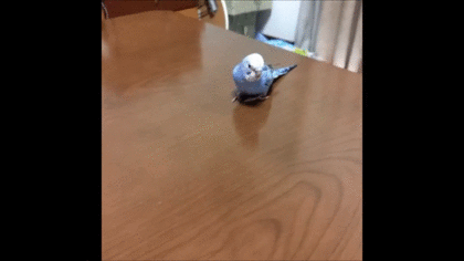 インコが大好き♡