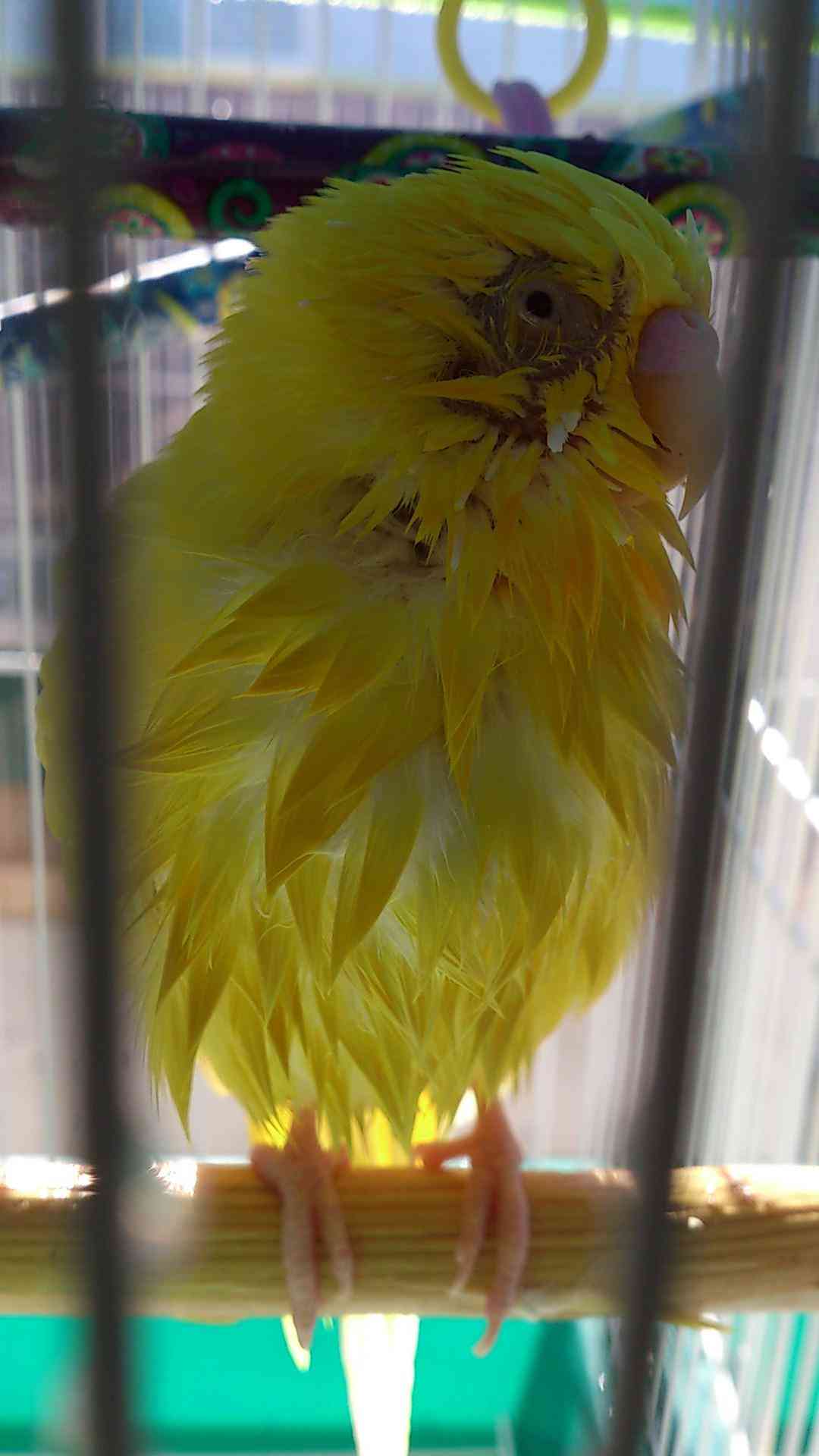 インコが大好き♡