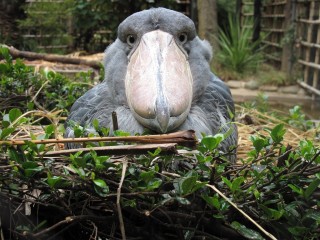 インコが大好き♡