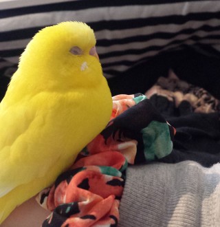 インコが大好き♡