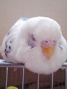 インコが大好き♡