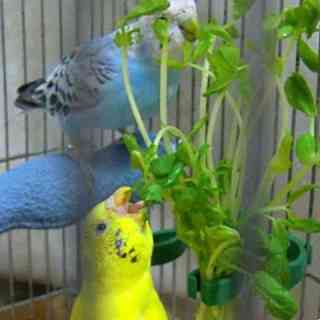 インコが大好き♡