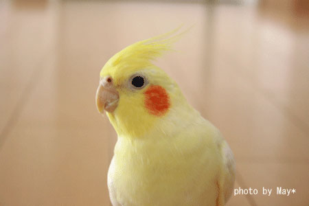 インコが大好き♡