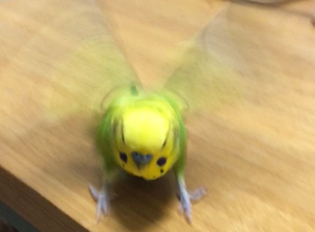 インコが大好き♡