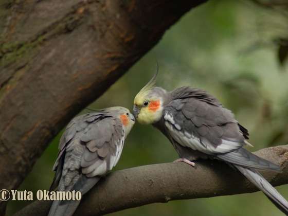 インコが大好き♡