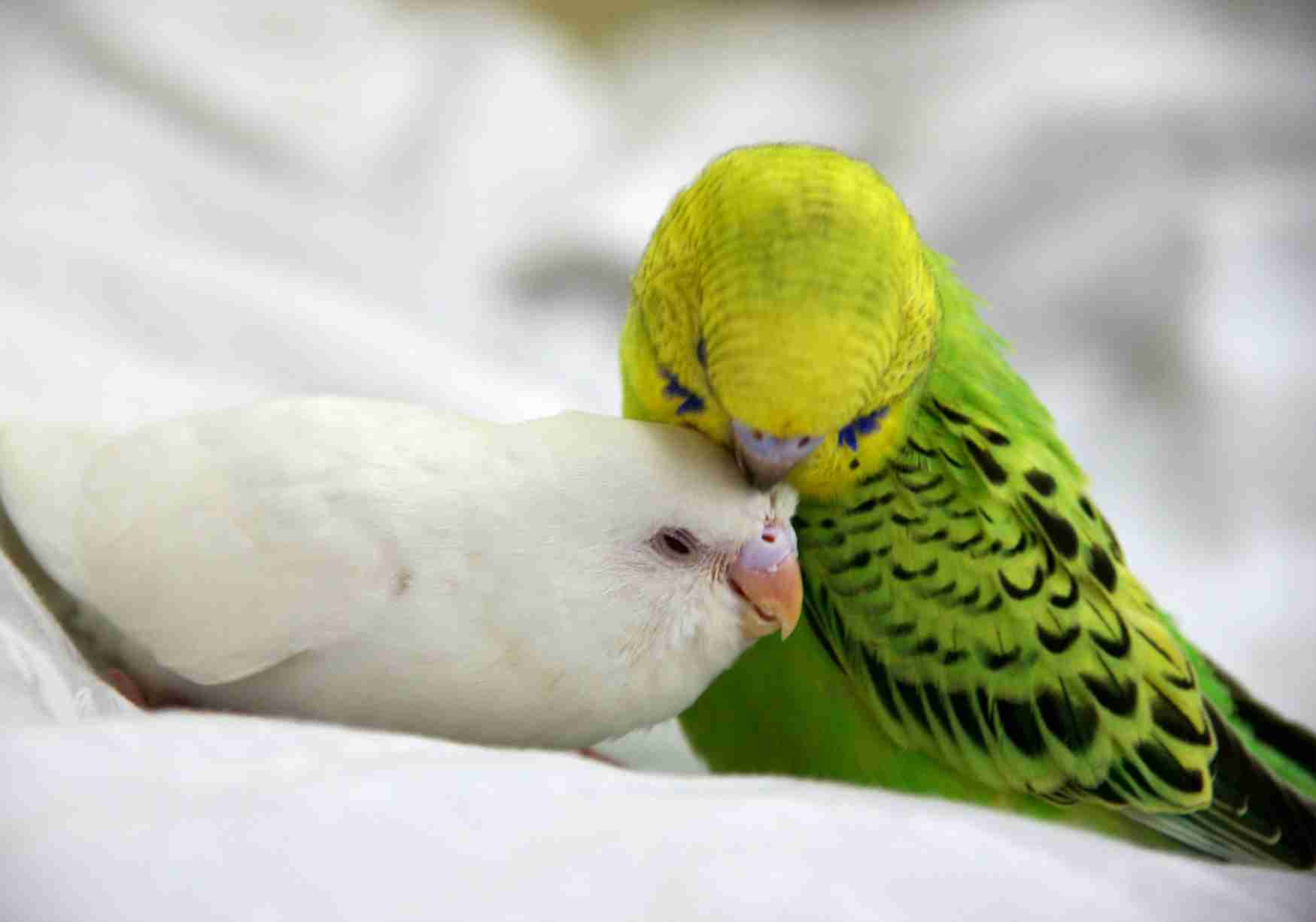 インコが大好き♡