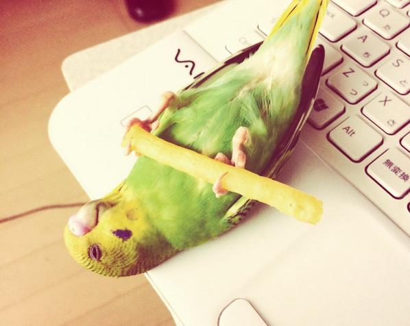 インコが大好き♡