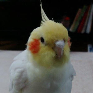 インコが大好き♡