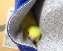 インコが大好き♡