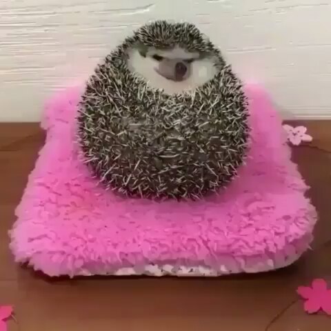 癒されるGIFを貼るトピ☆彡.。