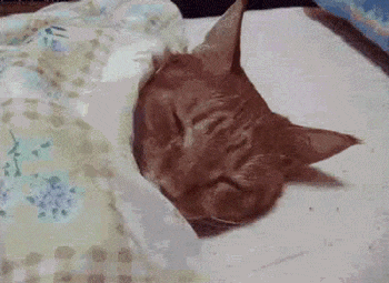 癒されるGIFを貼るトピ☆彡.。