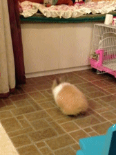 癒されるGIFを貼るトピ☆彡.。
