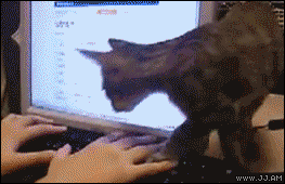 癒されるGIFを貼るトピ☆彡.。