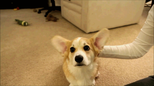 癒されるGIFを貼るトピ☆彡.。