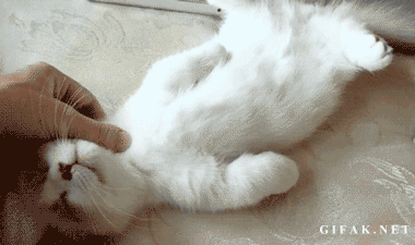 癒されるGIFを貼るトピ☆彡.。