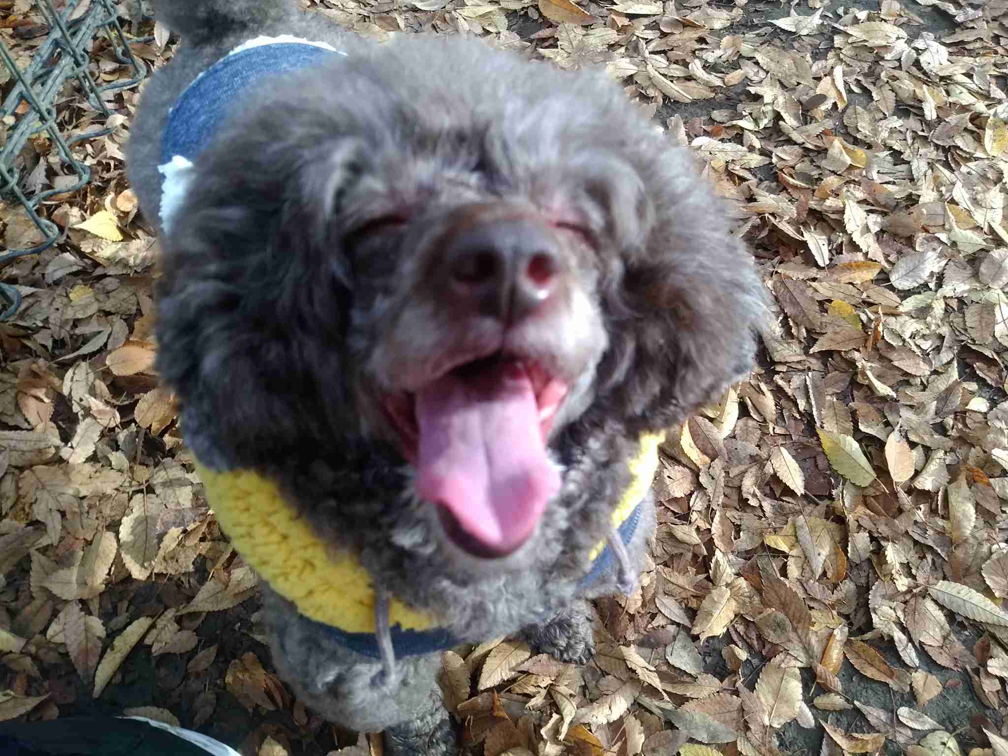 楽しそうな犬の画像トピ