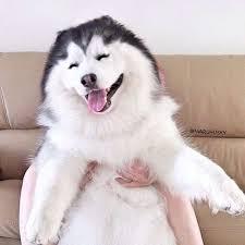 楽しそうな犬の画像トピ