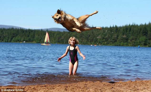 楽しそうな犬の画像トピ