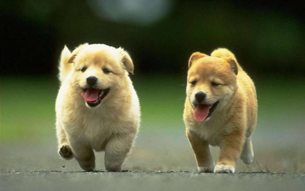 楽しそうな犬の画像トピ