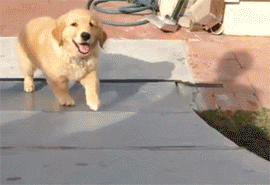楽しそうな犬の画像トピ