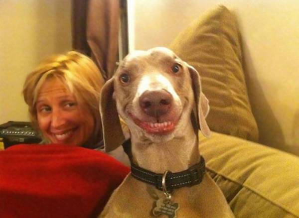 楽しそうな犬の画像トピ