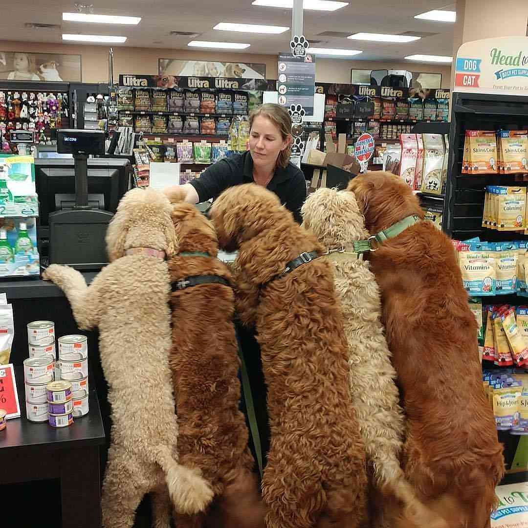 楽しそうな犬の画像トピ