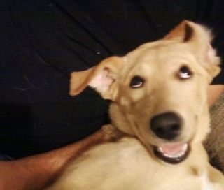 楽しそうな犬の画像トピ