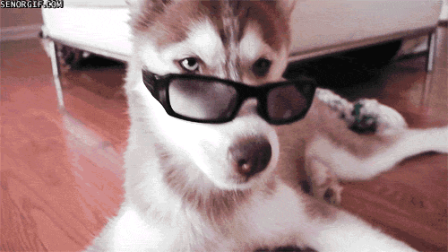 楽しそうな犬の画像トピ