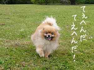 楽しそうな犬の画像トピ