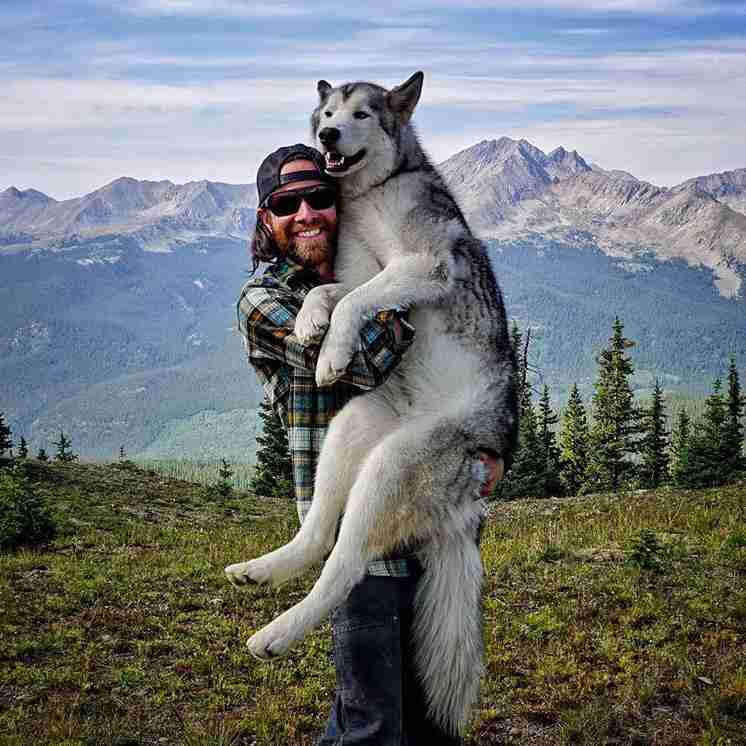 楽しそうな犬の画像トピ
