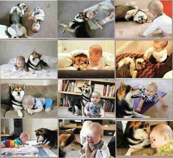 楽しそうな犬の画像トピ