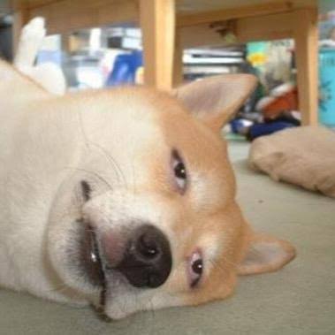 楽しそうな犬の画像トピ