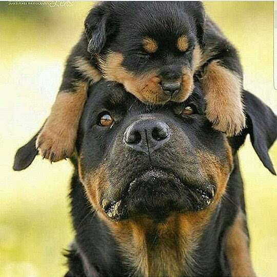 Resultado de imagen para çŠ¬ rottweiler æ¥½ã—ã„